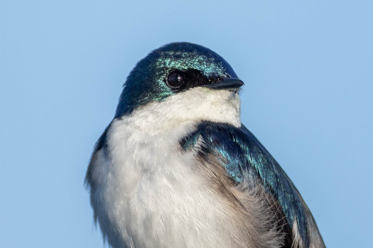 Golondrina Bicolor - ML618843138