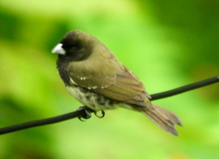 Yellow-bellied Seedeater - Juan Delgado