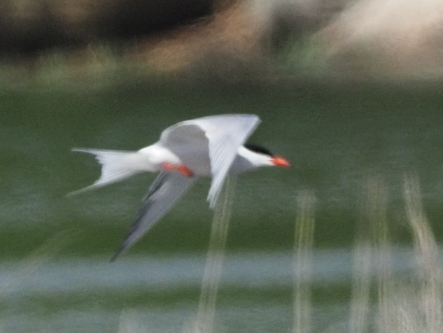 Forster's Tern - ML618843141