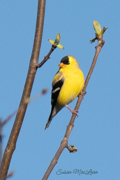 American Goldfinch - Susan MacLean