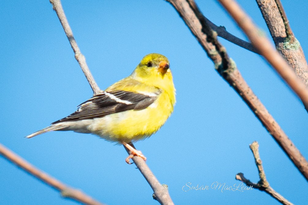 American Goldfinch - Susan MacLean