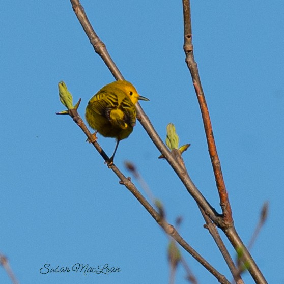 Yellow Warbler - Susan MacLean