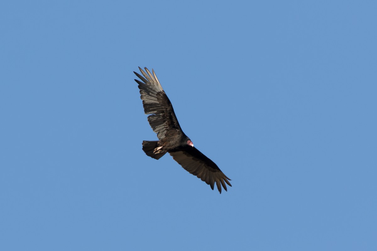 Turkey Vulture - Lori Buhlman