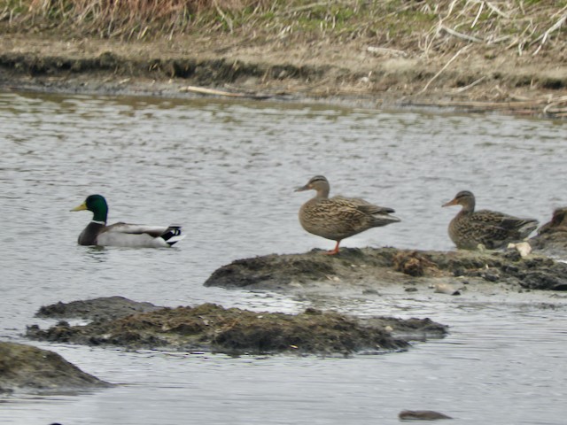 Mallard - Mark Yoder