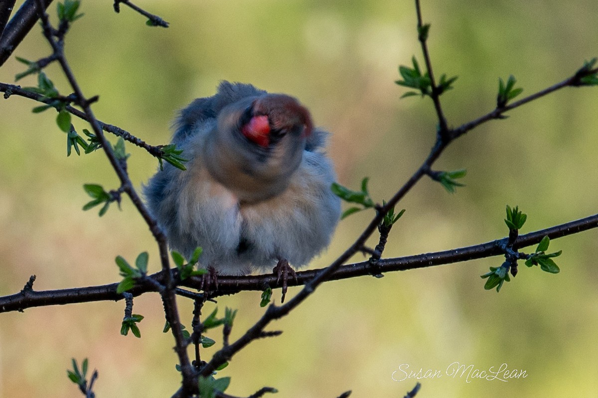 Northern Cardinal - Susan MacLean