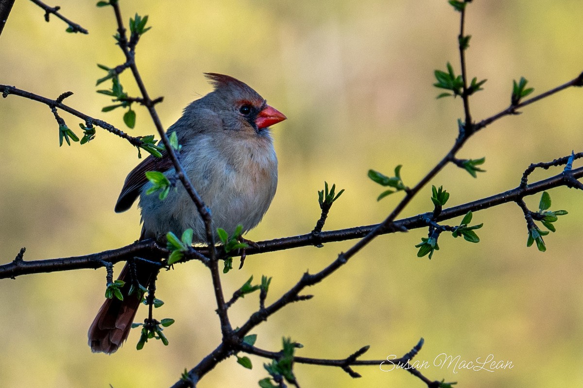 Northern Cardinal - Susan MacLean