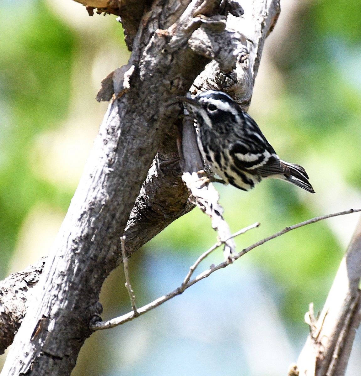 Black-and-white Warbler - Steven Mlodinow