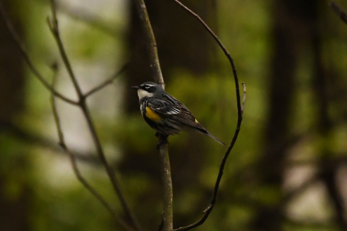 Yellow-rumped Warbler - Penguin Iceberg