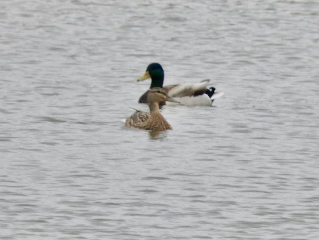 Mallard - Mark Yoder