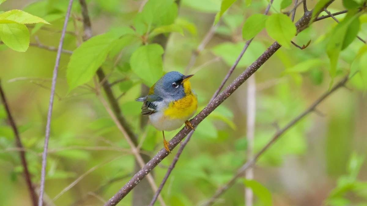 Northern Parula - Brian Rusnica