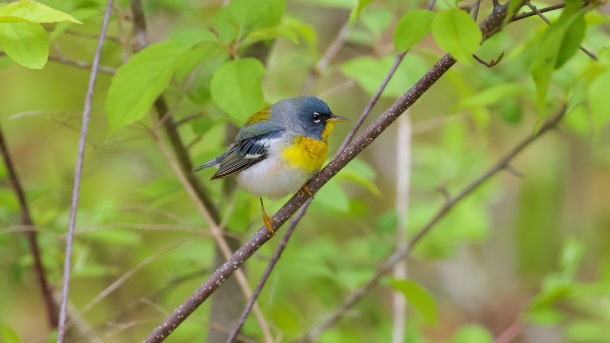 Northern Parula - Brian Rusnica