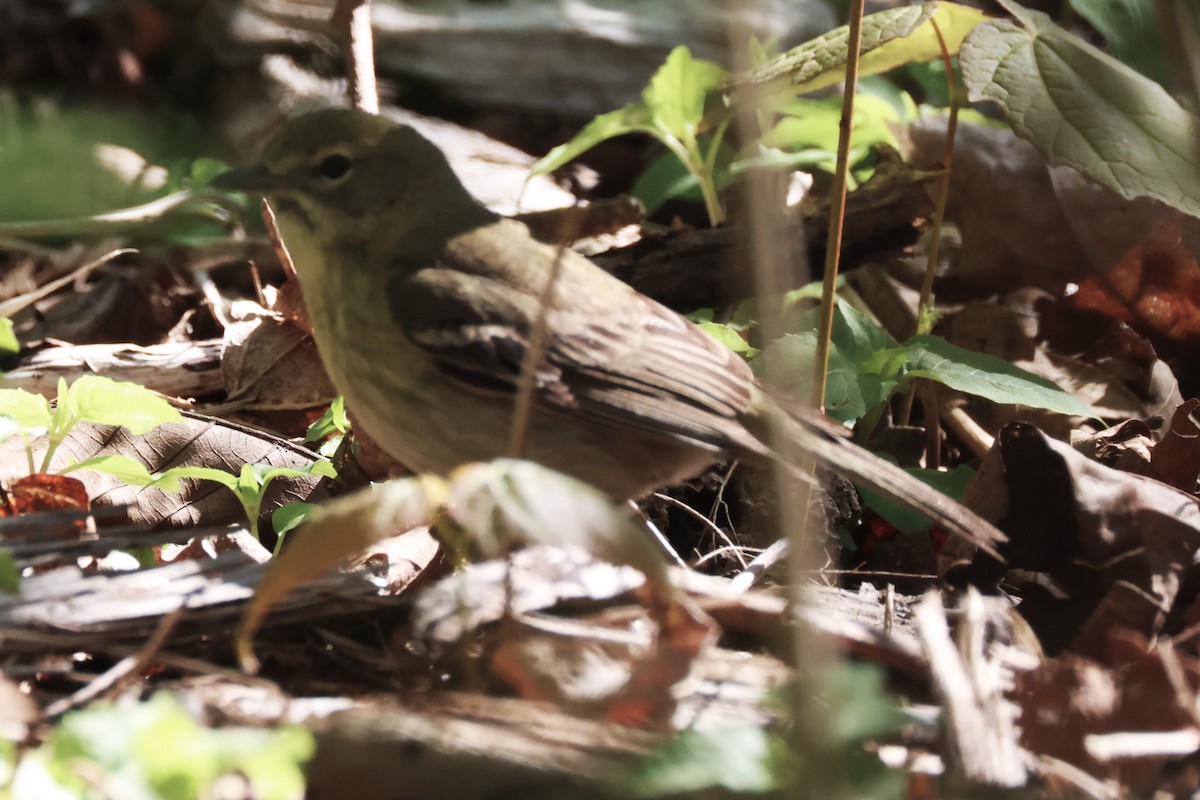 Pine Warbler - Mark Miller