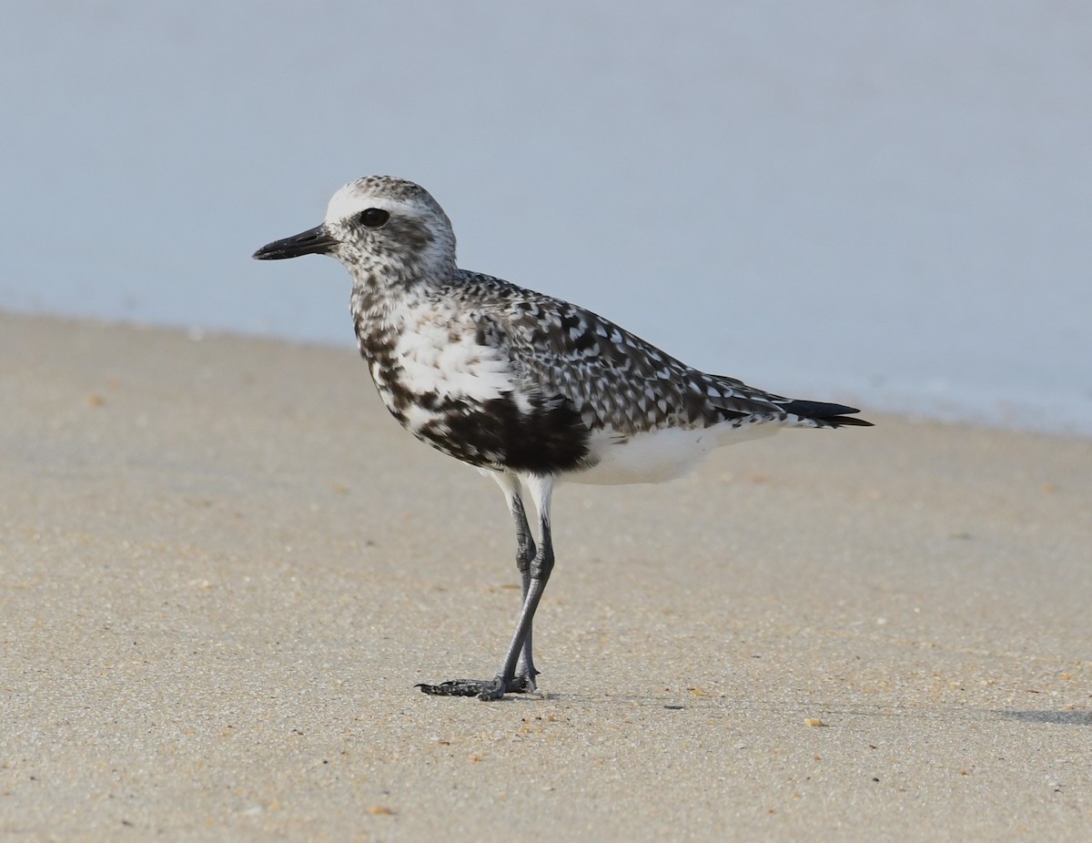 Black-bellied Plover - David True