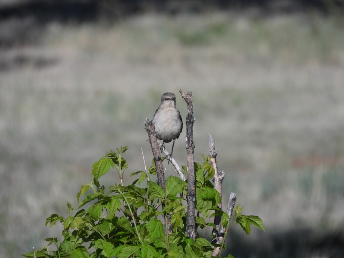 Northern Mockingbird - Sam Reitenour