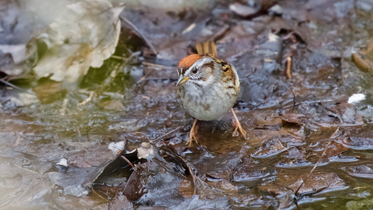 Swamp Sparrow - Brian Rusnica