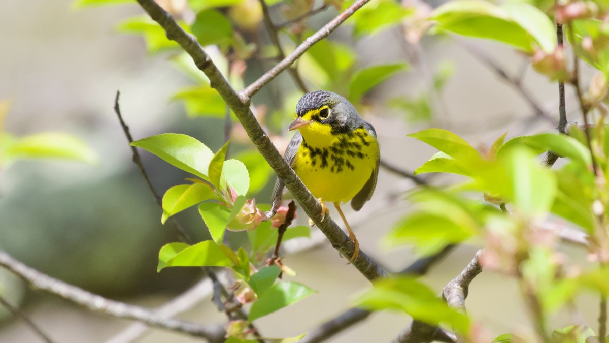 Canada Warbler - Brian Rusnica