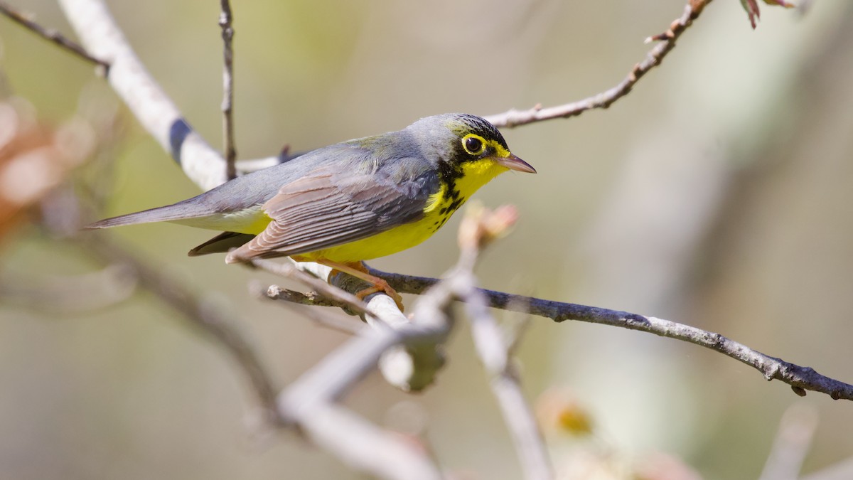 Canada Warbler - Brian Rusnica