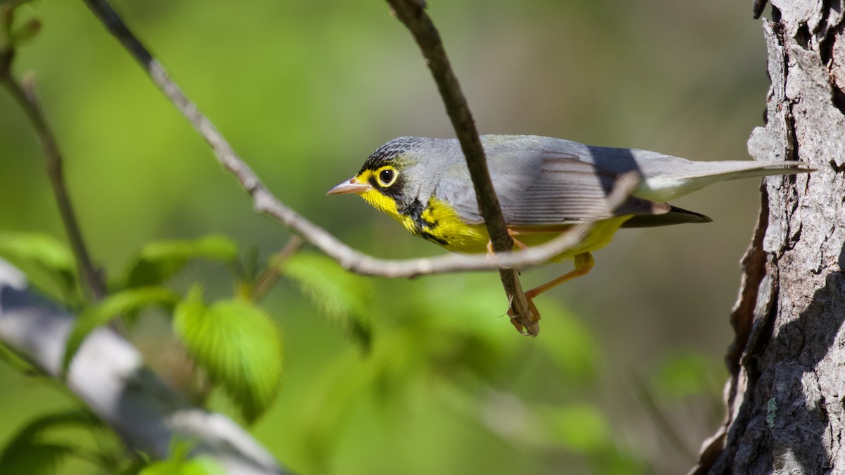 Canada Warbler - Brian Rusnica