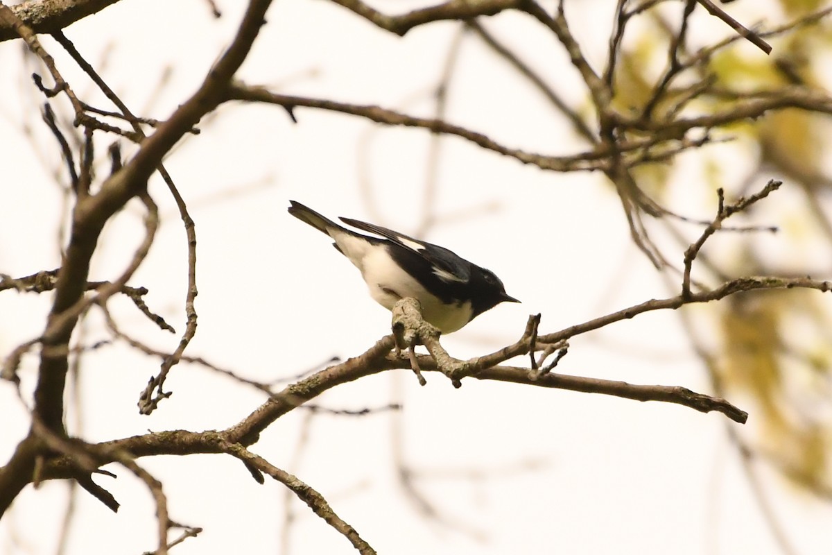 Black-throated Blue Warbler - Penguin Iceberg