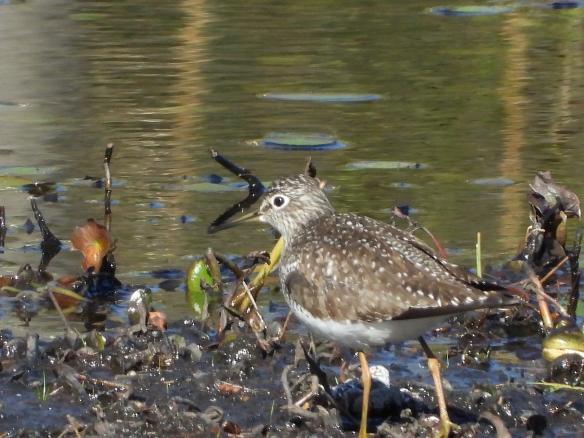 Solitary Sandpiper - ML618843289