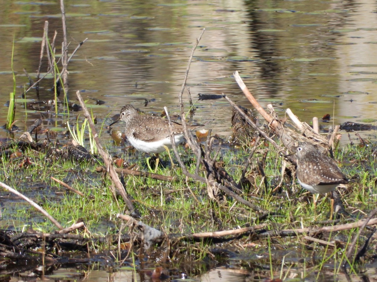 Solitary Sandpiper - ML618843291