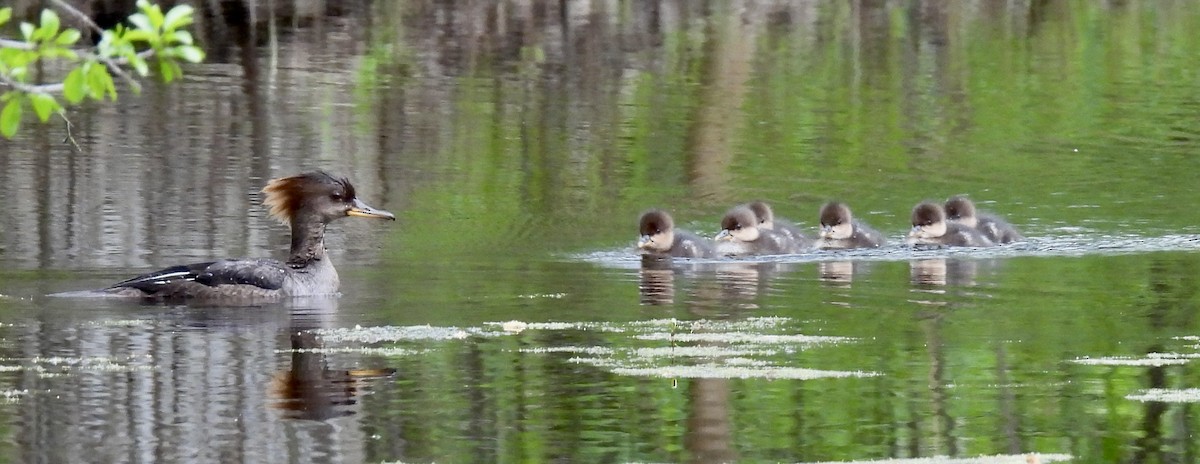 Hooded Merganser - ML618843292