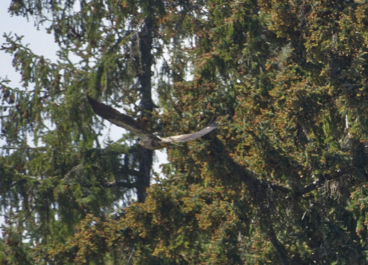 Great Blue Heron - Robin Rowland