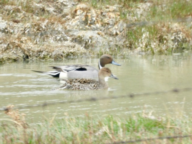 Northern Pintail - Mark Yoder