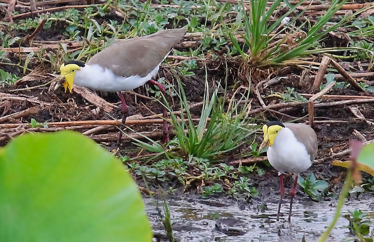 Masked Lapwing - ML618843301