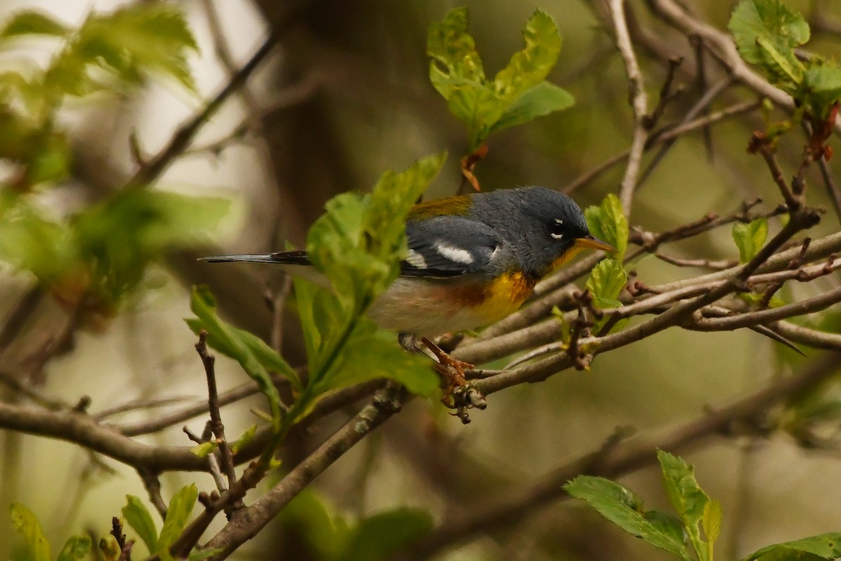 Northern Parula - Penguin Iceberg