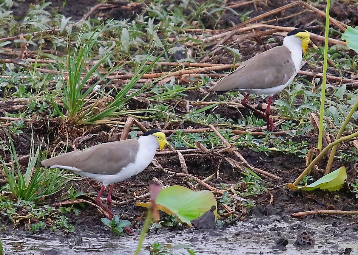 Masked Lapwing - ML618843318