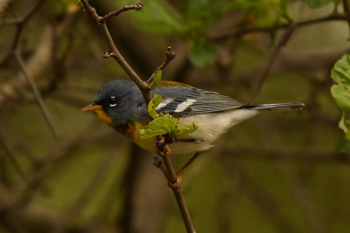 Northern Parula - Penguin Iceberg