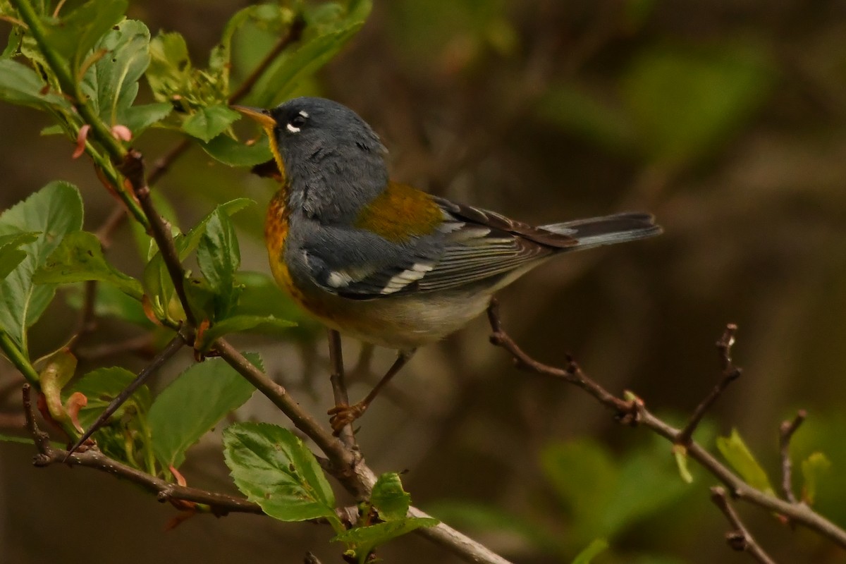 Northern Parula - Penguin Iceberg