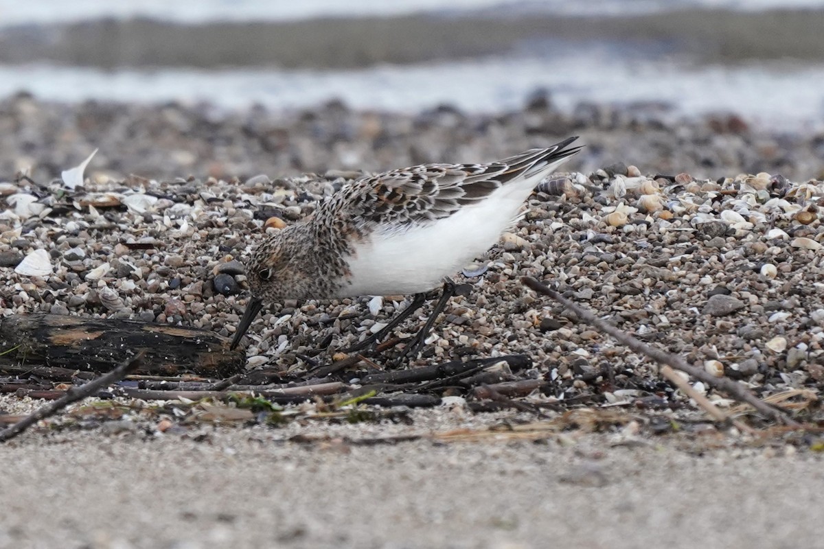 Sanderling - Michael Gordon