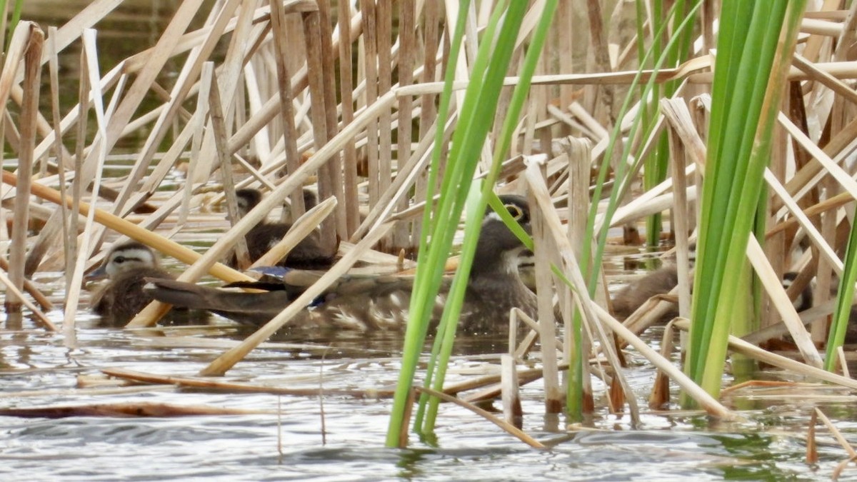 Wood Duck - Erin Jones