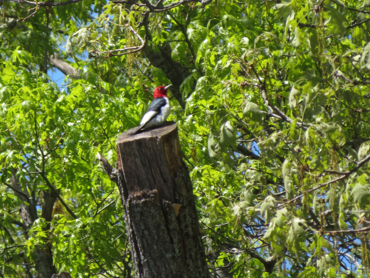 Red-headed Woodpecker - Aimee Lusty