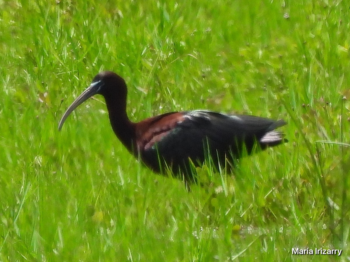 Glossy Ibis - ML618843365