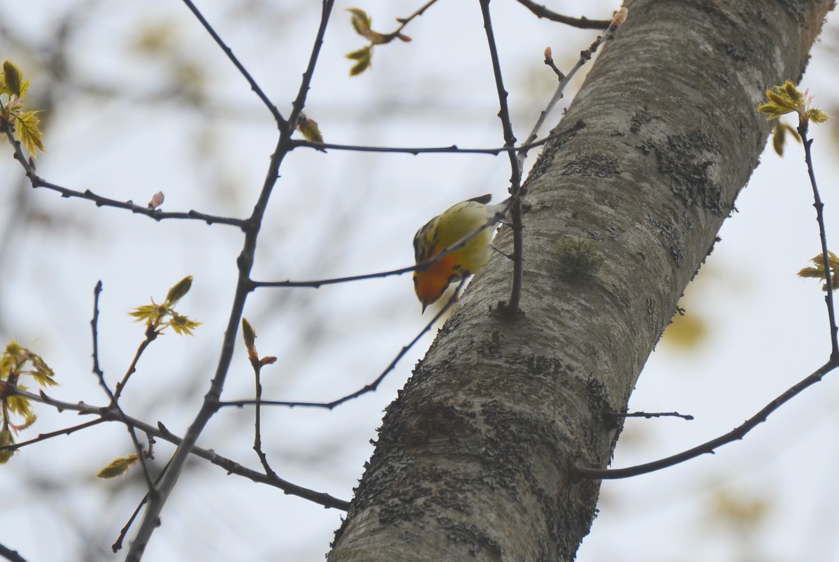 Blackburnian Warbler - Richard Garrigus