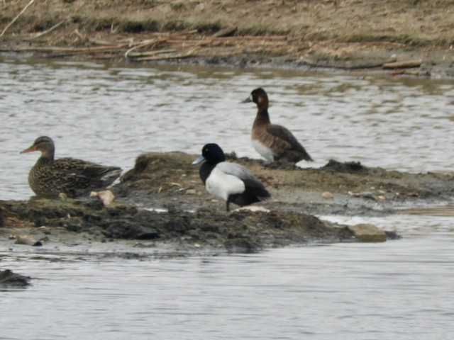 Greater Scaup - Mark Yoder