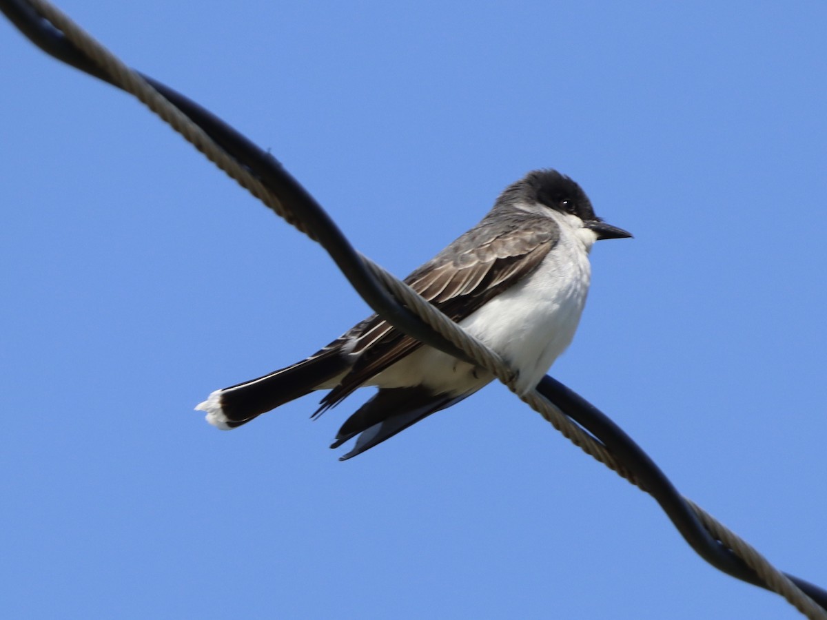 Eastern Kingbird - ML618843381