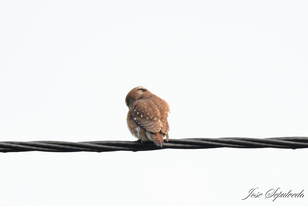 Austral Pygmy-Owl - José Sepúlveda