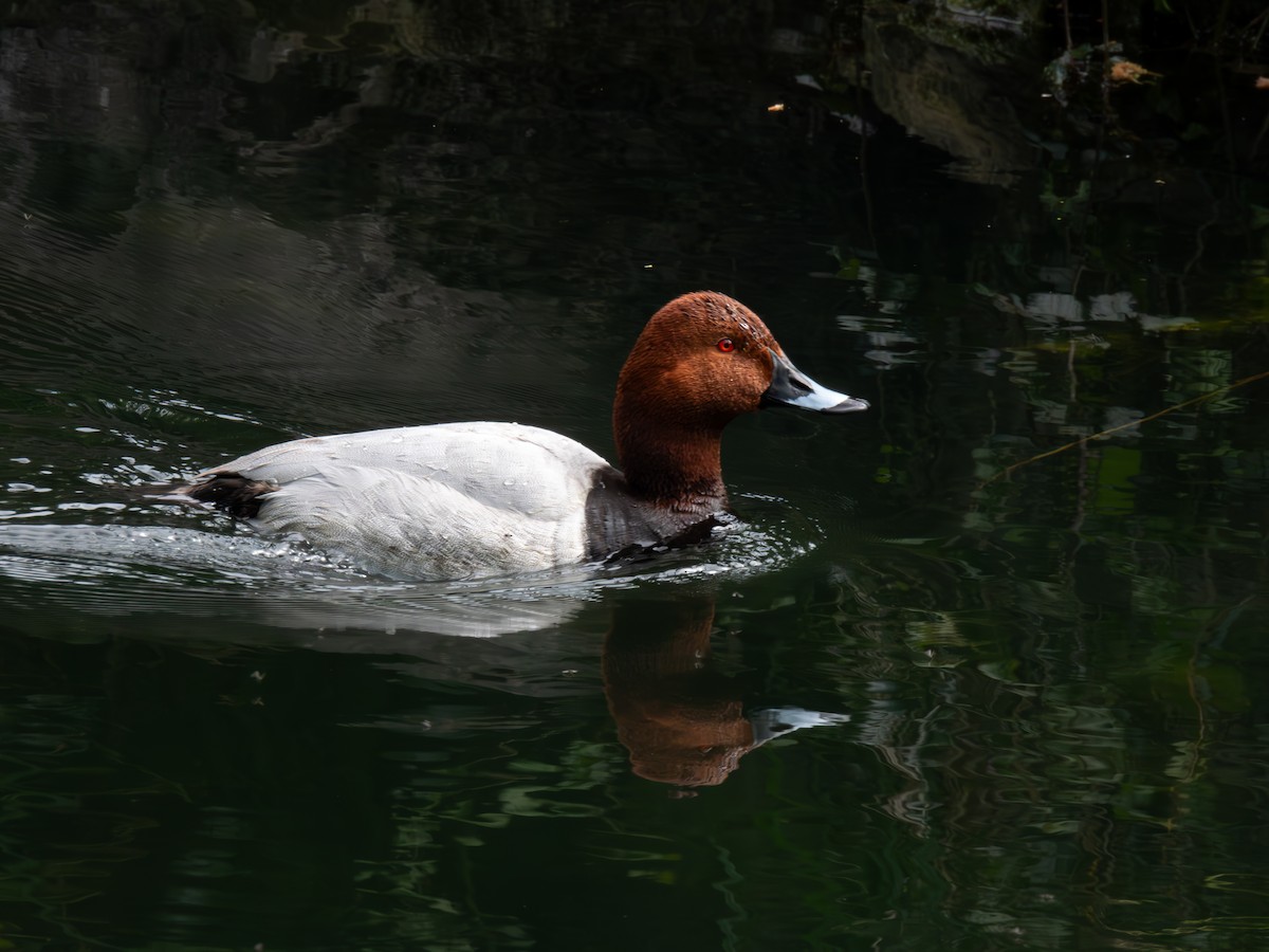 Common Pochard - Julius Marinov