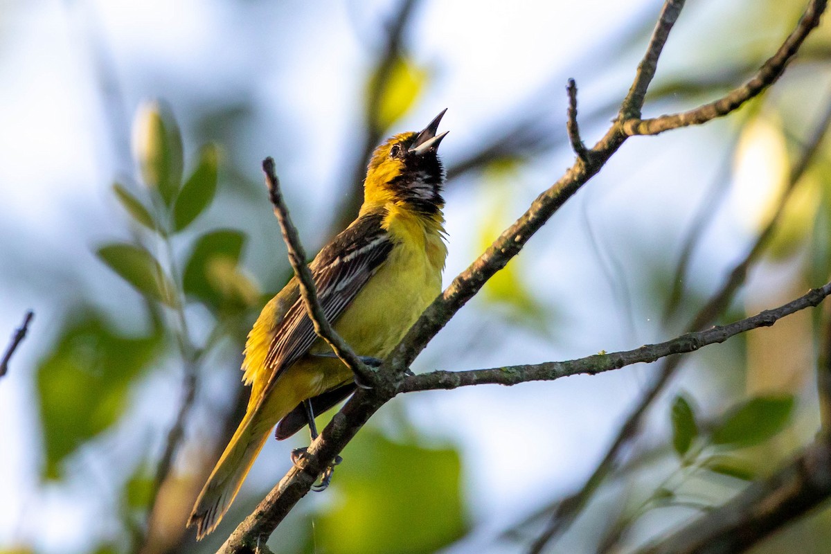 Orchard Oriole - Glenn Golson Jr.