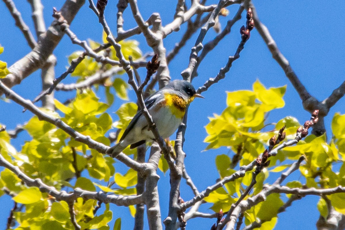 Northern Parula - Edward  Muennich