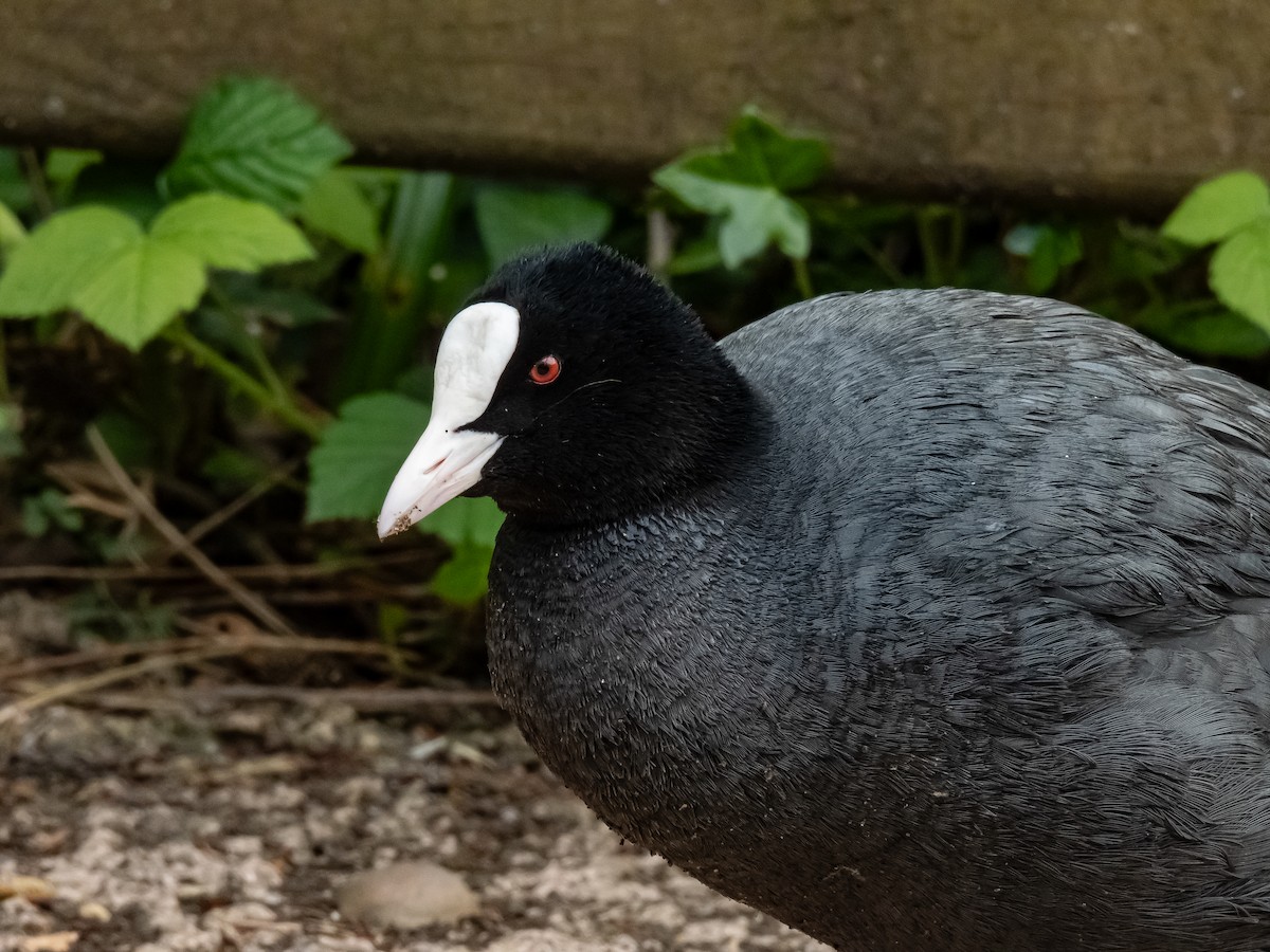 Eurasian Coot - Julius Marinov