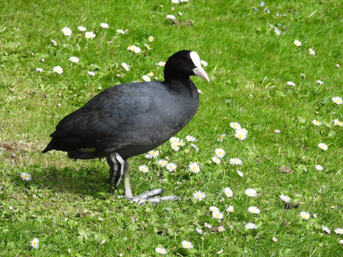 Eurasian Coot - ML618843416