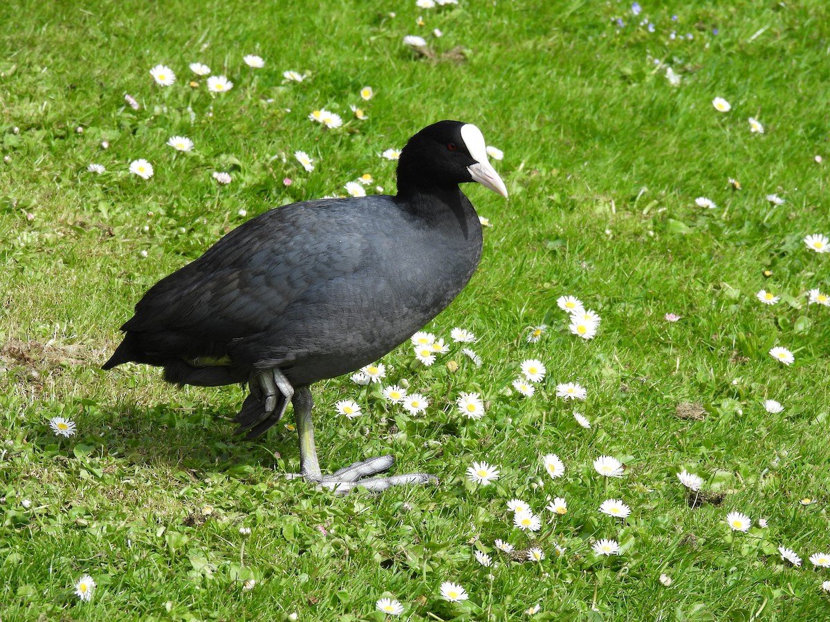 Eurasian Coot - ML618843417