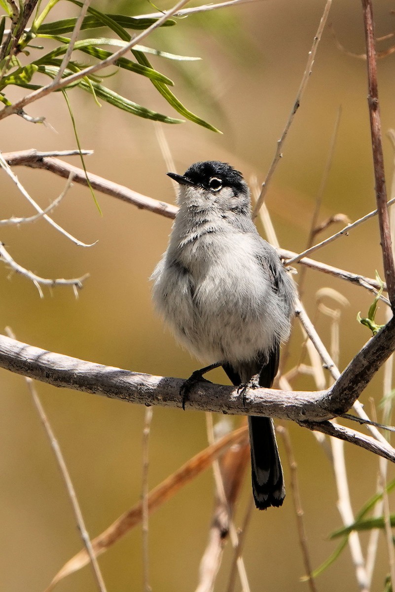 Black-tailed Gnatcatcher - Sue Foster