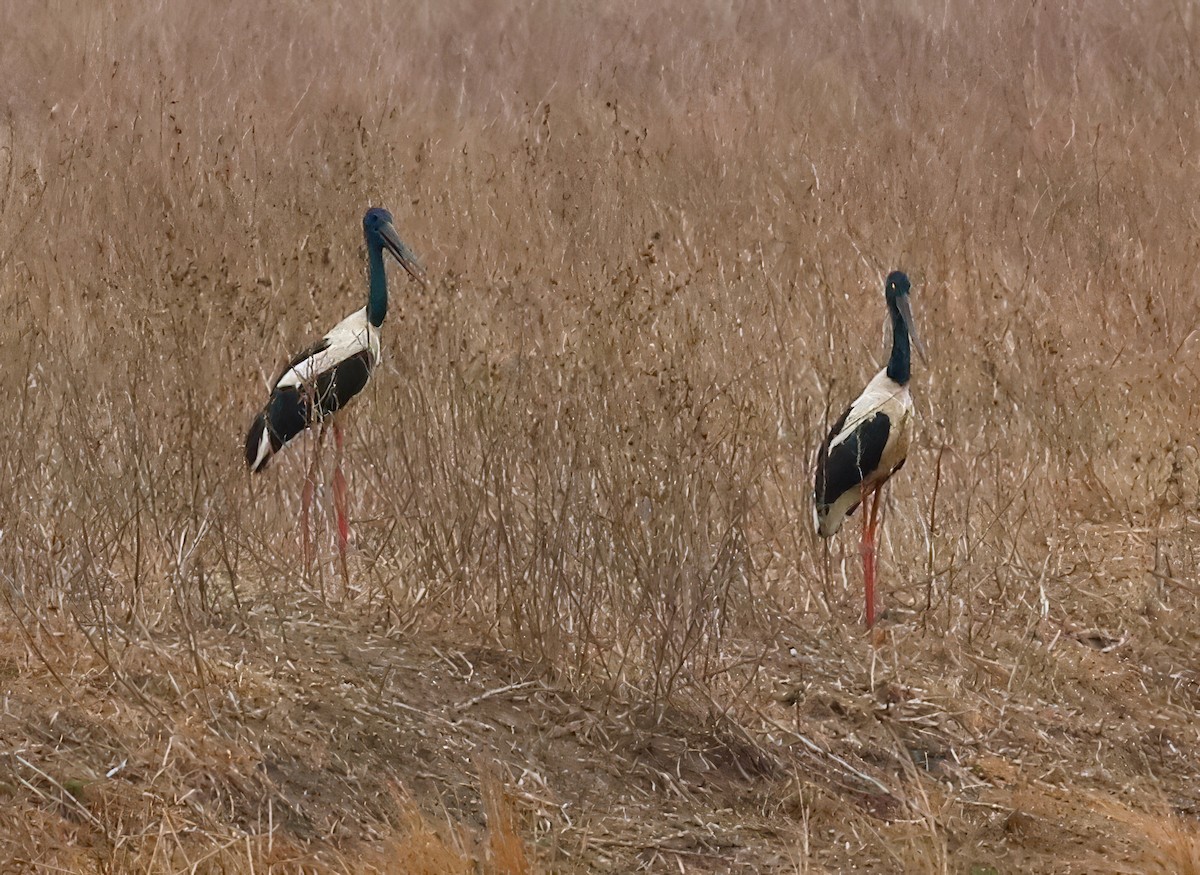 Black-necked Stork - ML618843439