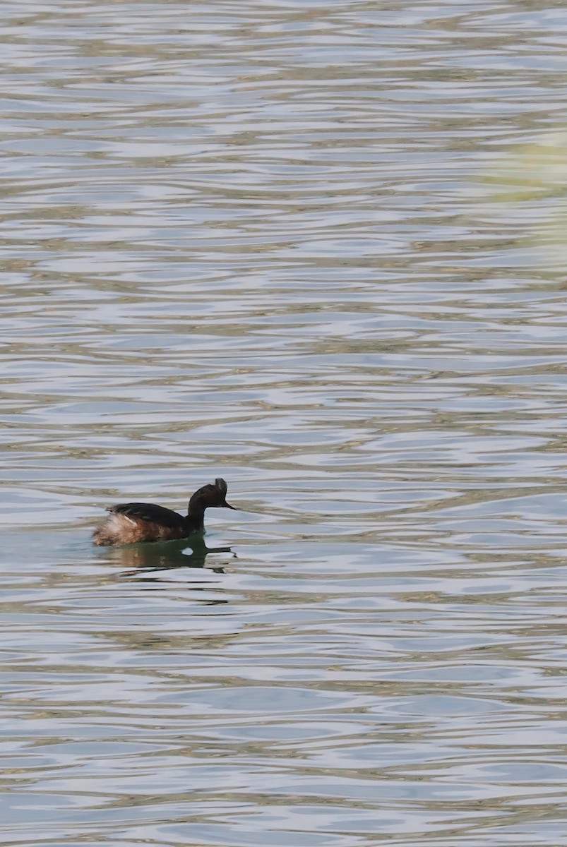 Horned/Eared Grebe - ML618843444